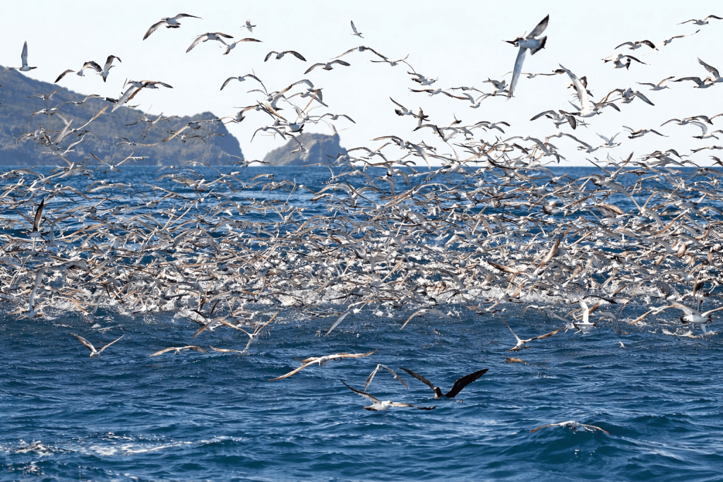 Seabird Tours