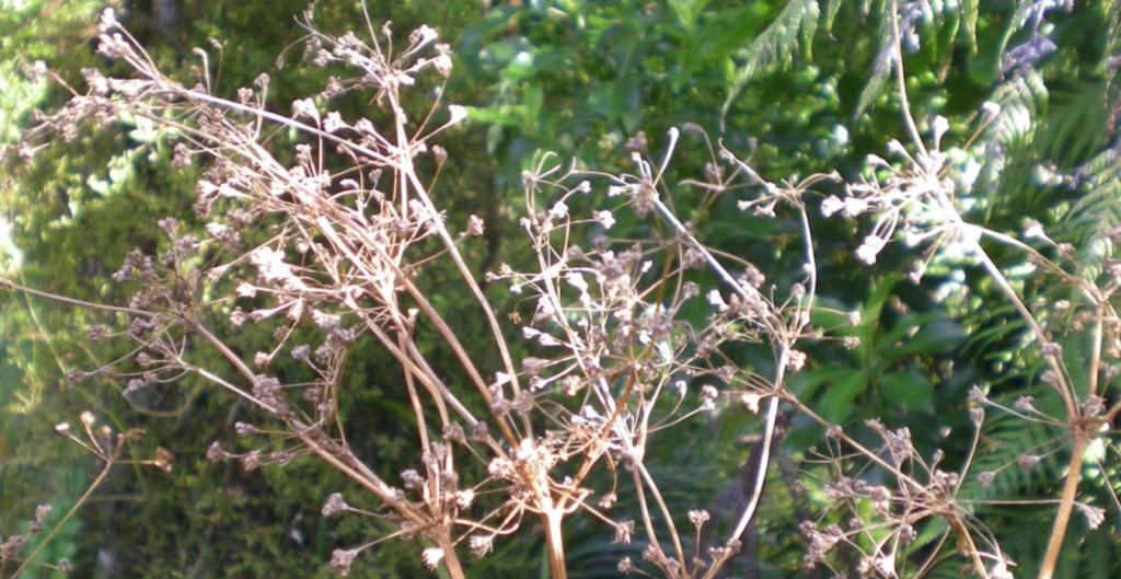 Wholey Health - Seed Saving Workshop