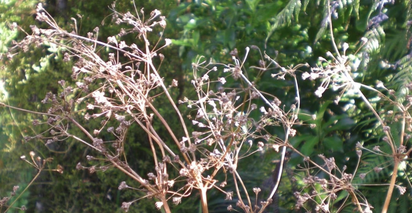 Wholey Health - Seed Saving Workshop